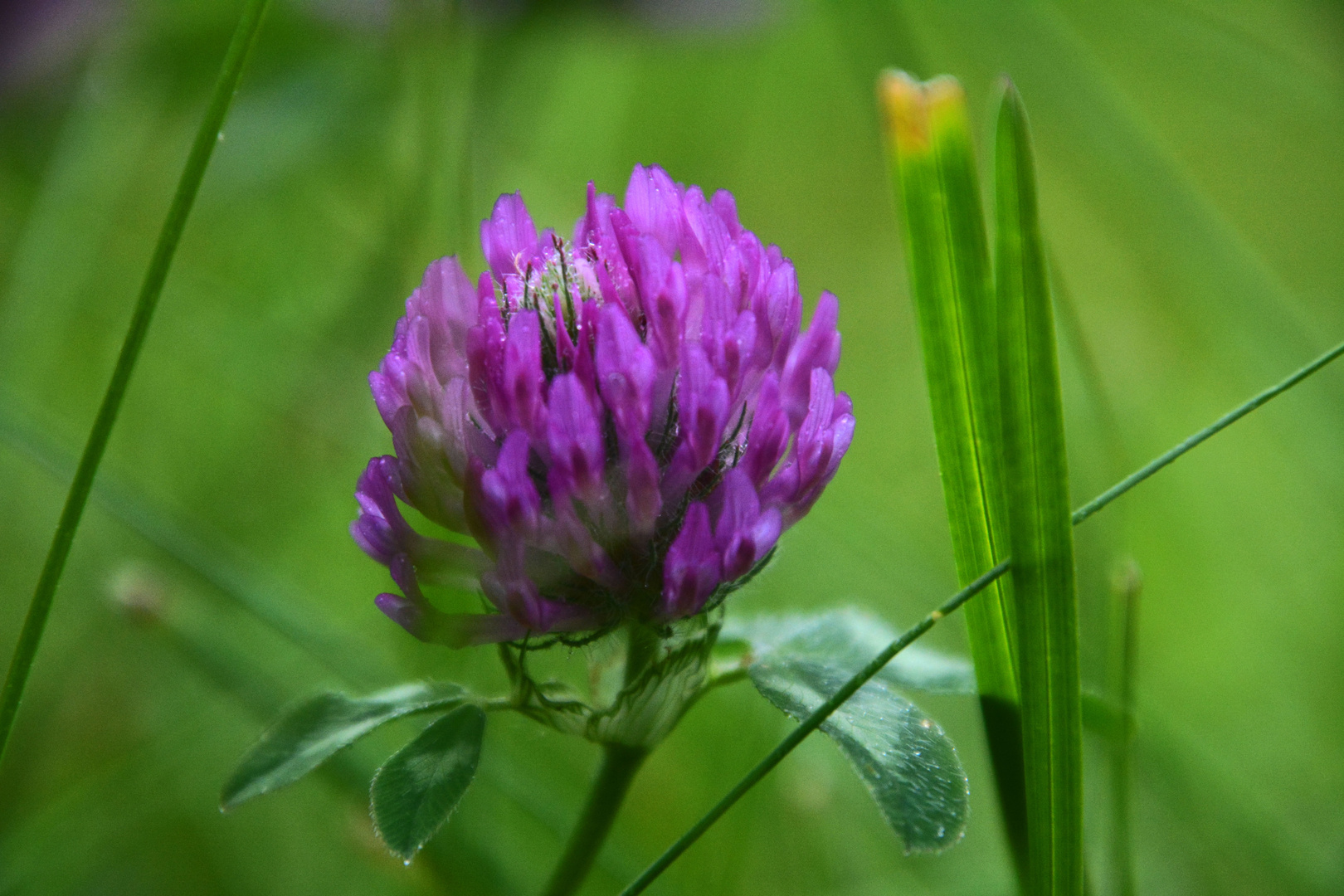 Trifolium pratense