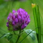 Trifolium pratense