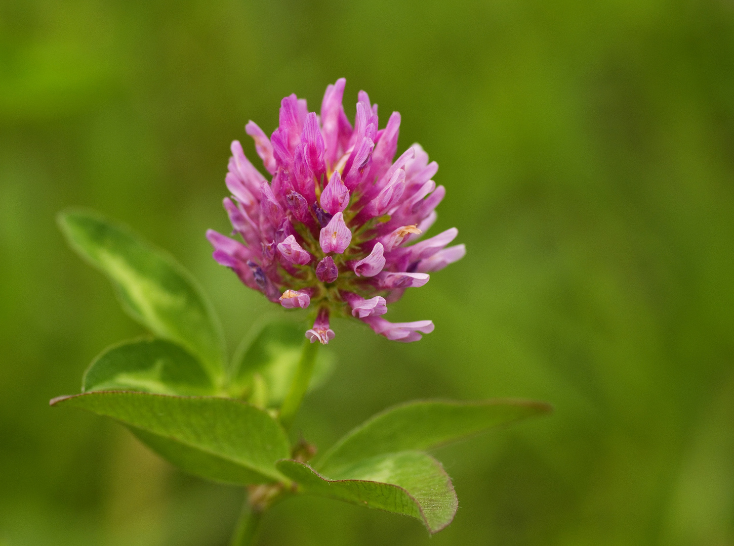 Trifolium pratense