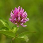 Trifolium pratense