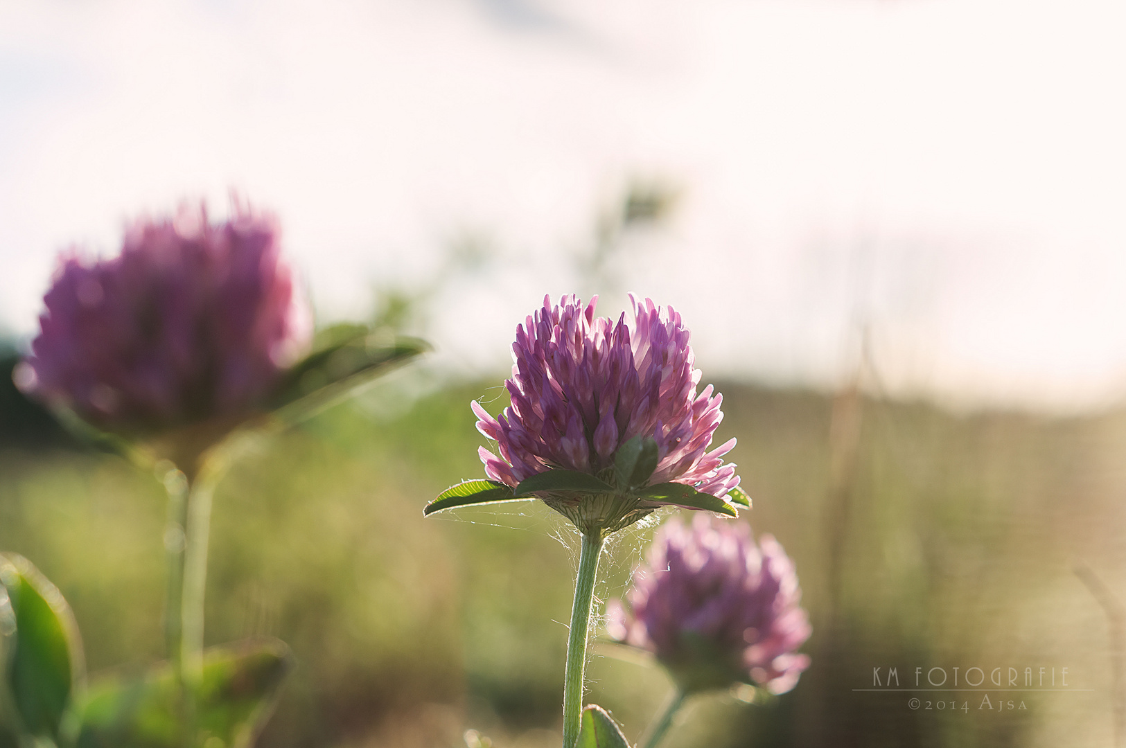 Trifolium pratense