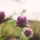 Trifolium pratense