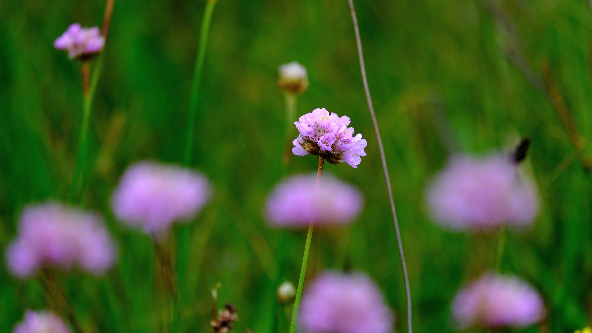 Trifolium pratense