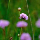 Trifolium pratense