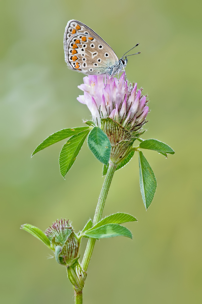 Trifolium pratense