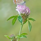 Trifolium pratense