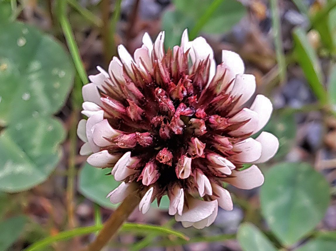 Trifolium pratense