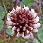 Trifolium pratense