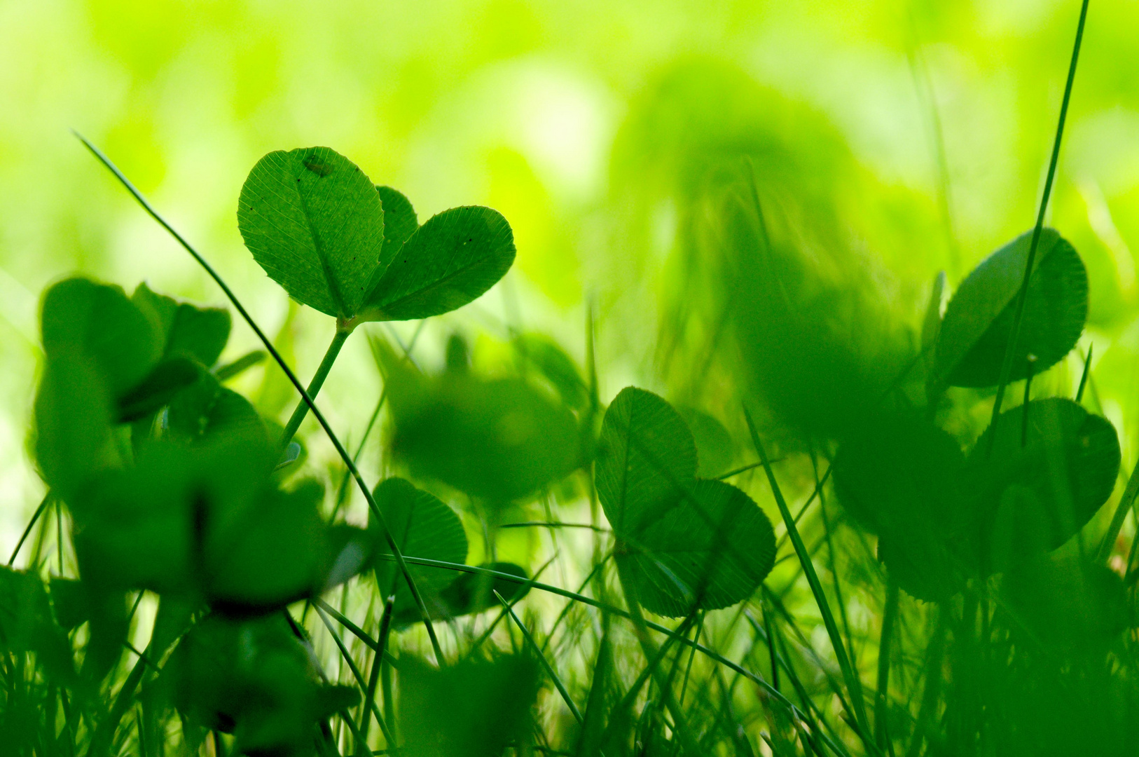 Trifolium pratense - Wiesenklee