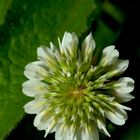 Trifolium repens