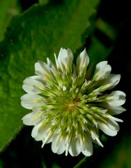 Trifolium repens