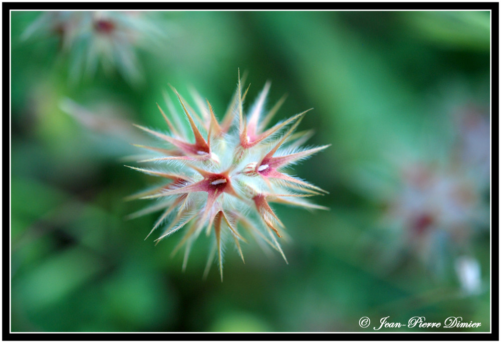 Trifolium stellatum