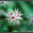 Trifolium stellatum