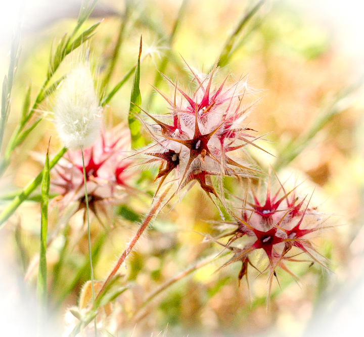 | Trifolium stellatum | Stern-Klee