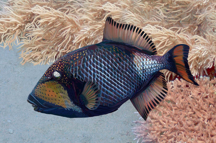 Trigger fish