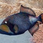 Trigger fish