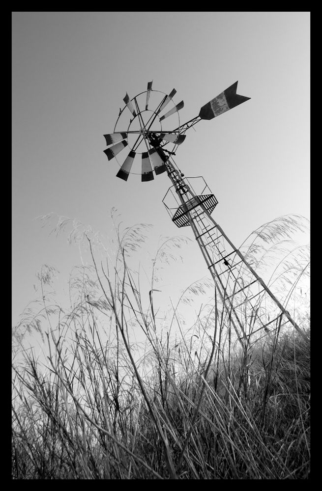 Trigo al viento de Miquel Gil