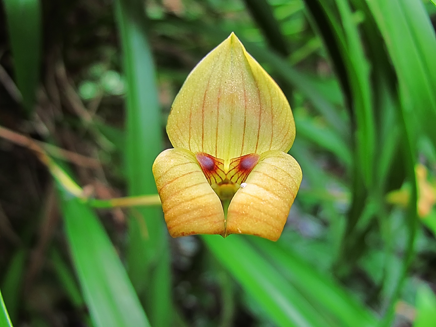 Trigonidium egertonianum Foto & Bild north america, central america