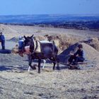 Trillando en Extremadura