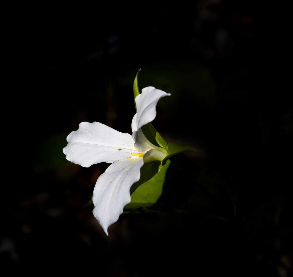 trillium