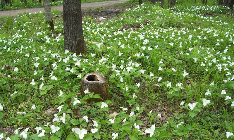 Trillium