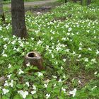 Trillium