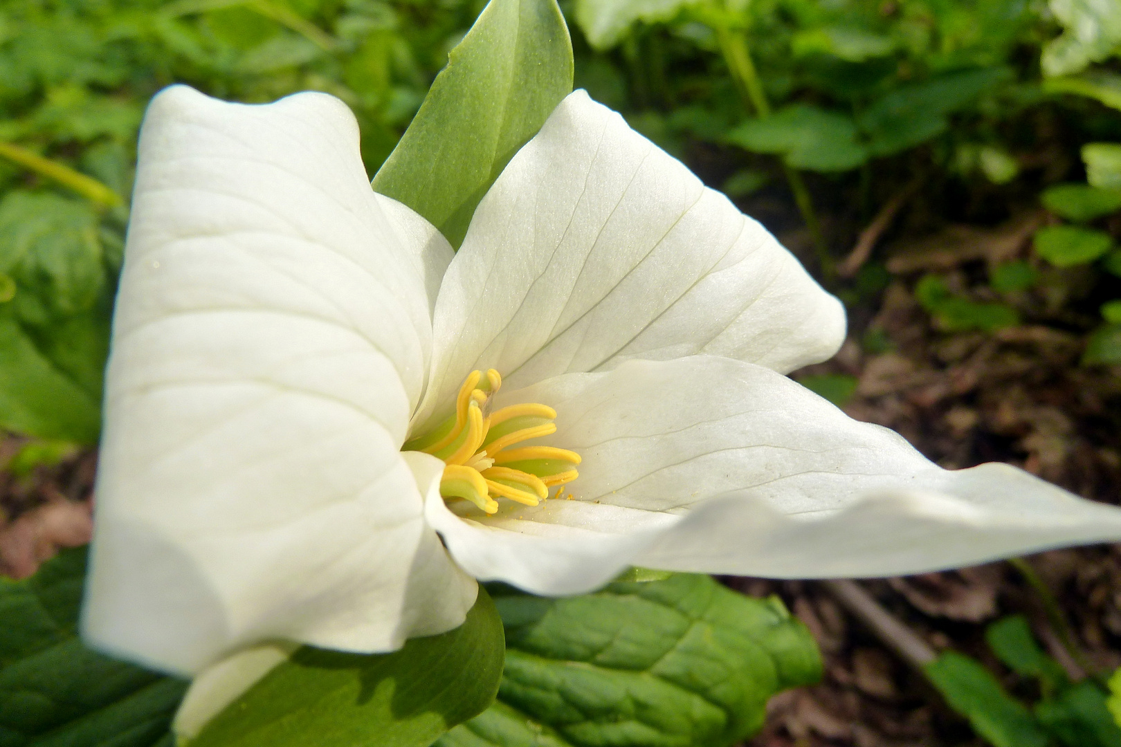 Trillium grandiflorum - kanadische Waldlilie