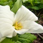 Trillium grandiflorum - kanadische Waldlilie