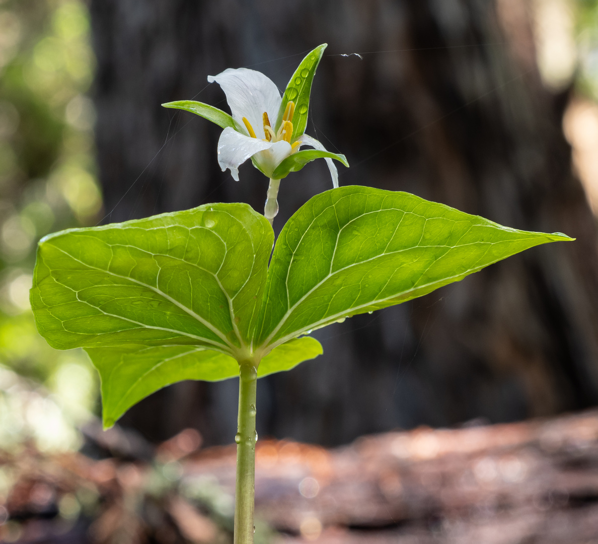 Trillium sp.