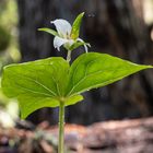 Trillium sp.