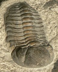 Trilobit 1
