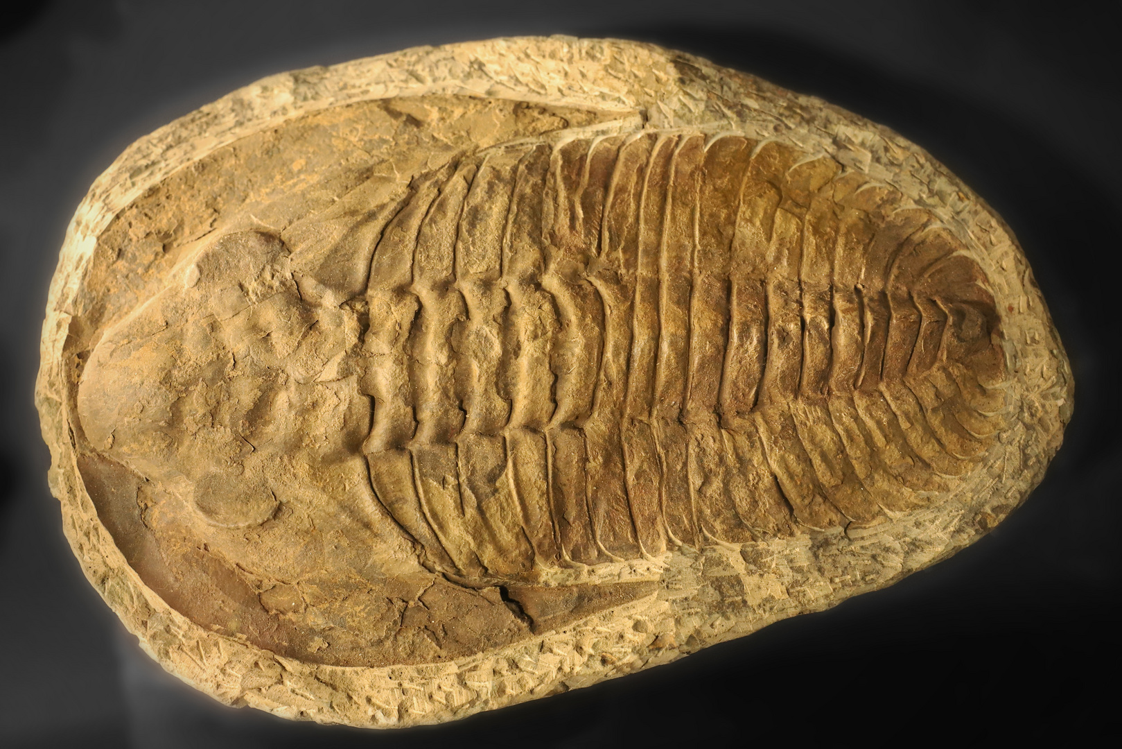 Trilobit (2019_03_25_EOS 6D Mark II_1074_ji)