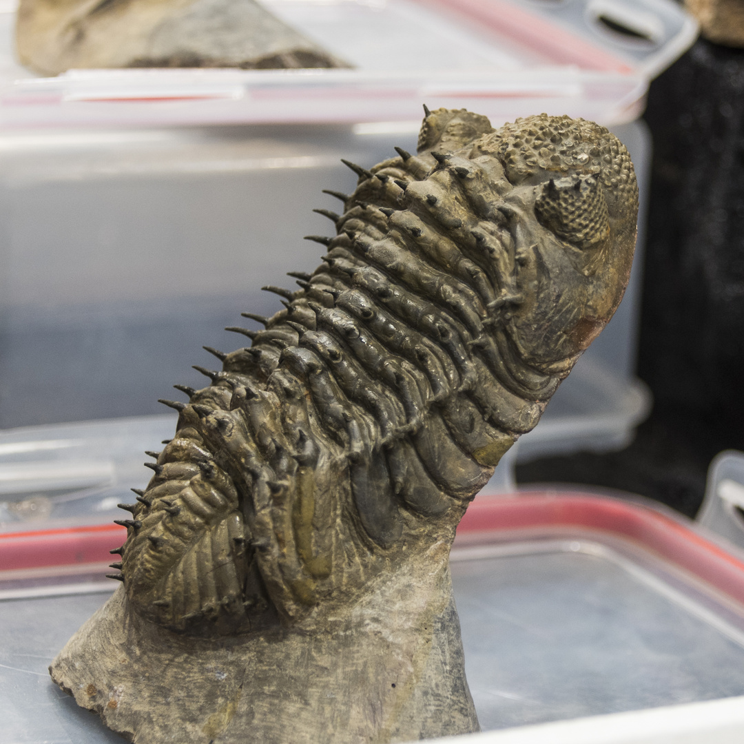 Trilobit