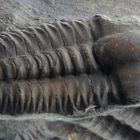 Trilobit