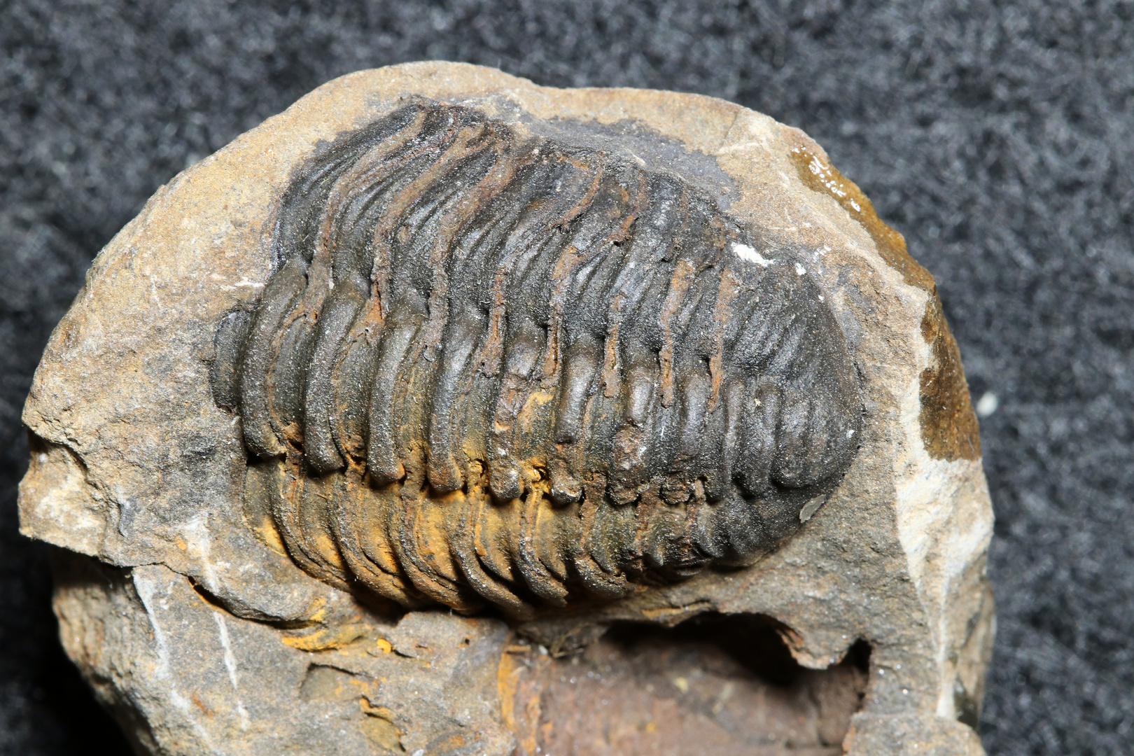 Trilobit aus dem Devon - Phacopide