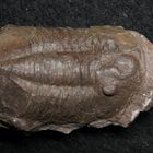 Trilobit aus dem Ordovizium - Asaphus sp.