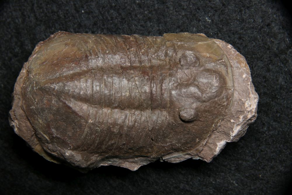 Trilobit aus dem Ordovizium - Asaphus sp.