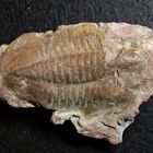 Trilobit aus dem Ordovizium - Asaphus sp.