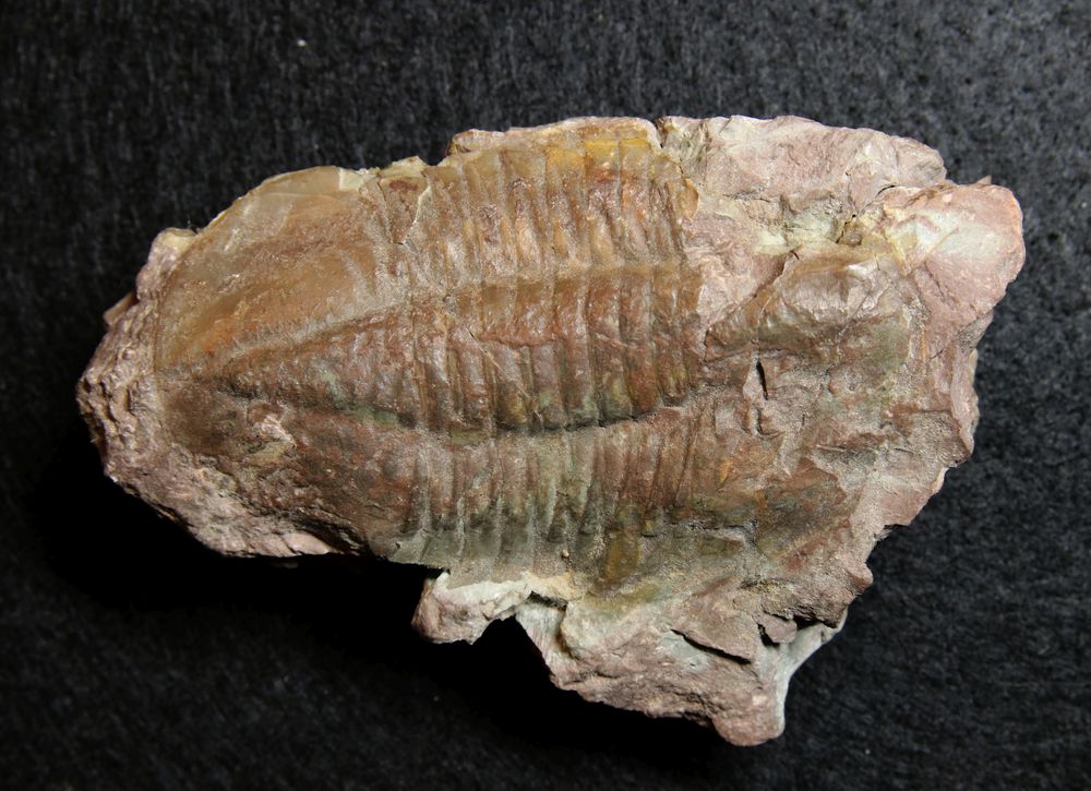 Trilobit aus dem Ordovizium - Asaphus sp.
