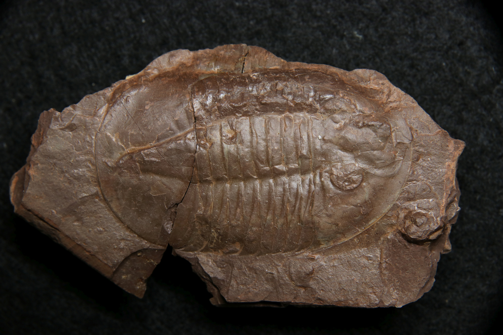 Trilobit aus dem Ordovizium - Ptychopyge sp.