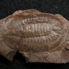 Trilobit aus dem Ordovizium - Ptychopyge sp.