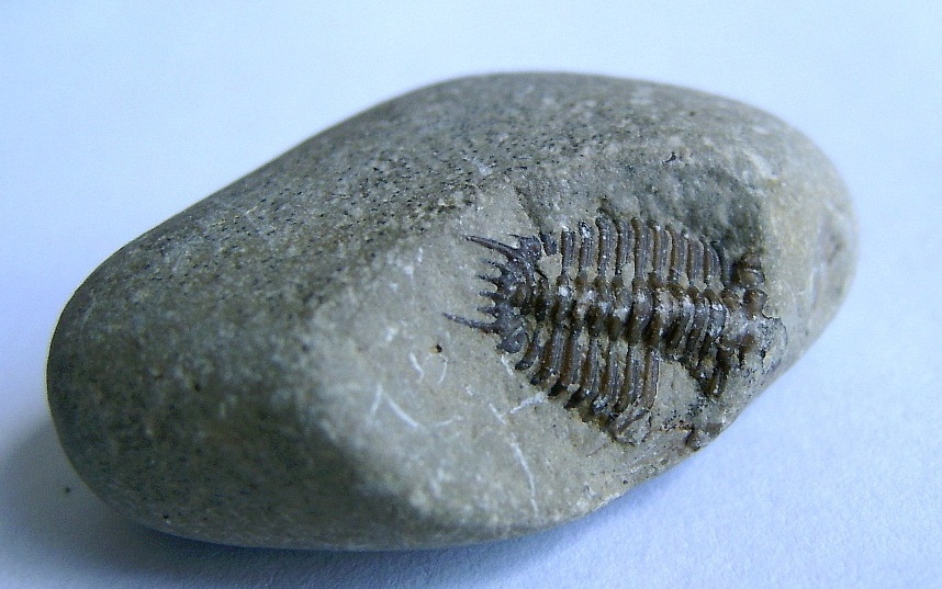 Trilobit Fundstück