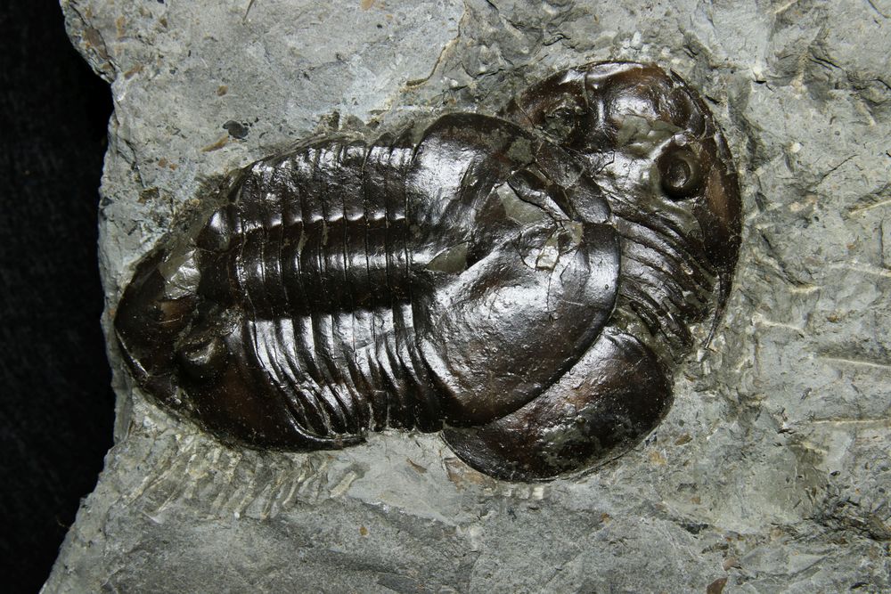 Trilobite aus dem Ordovizium - Pseudomegalaspis patagiata