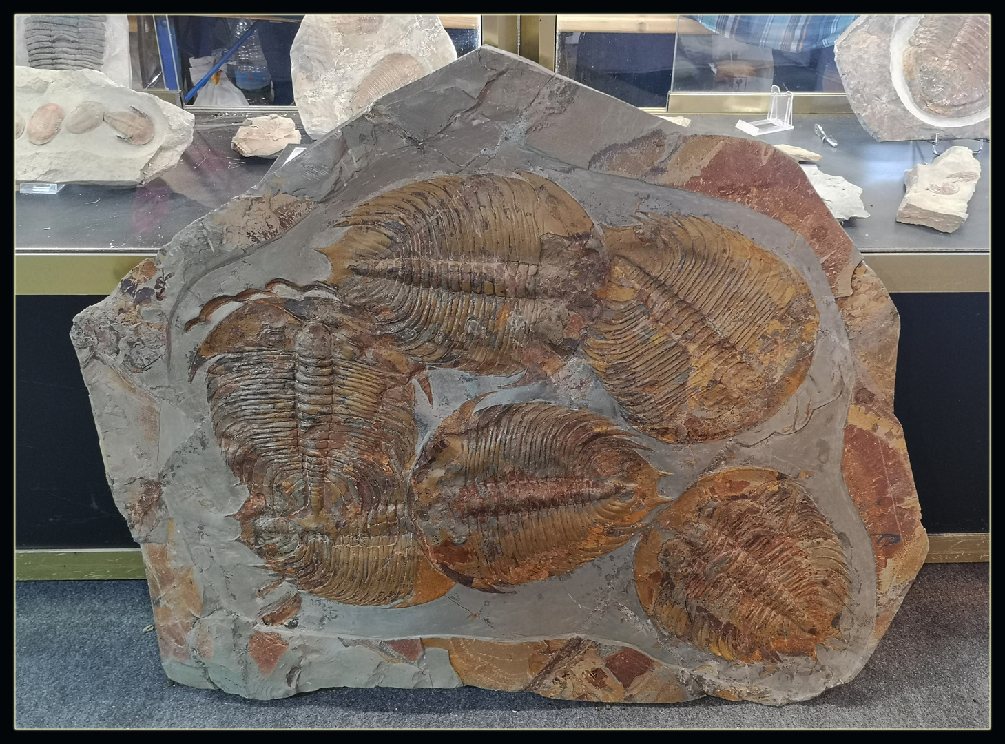 Trilobiten Foto & Bild tiere, sonstiges, fossilien & präparate Bilder