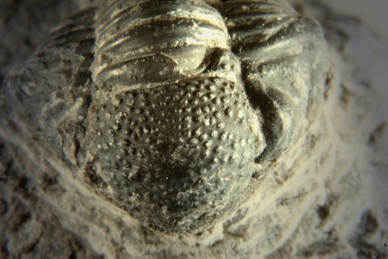 Trilobitenkopf