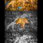 Trilogie des Herbstes