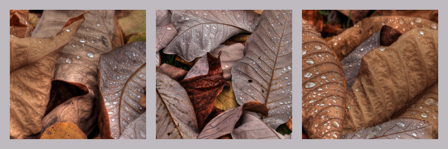 Trilogie: Die Farben des Herbstes...