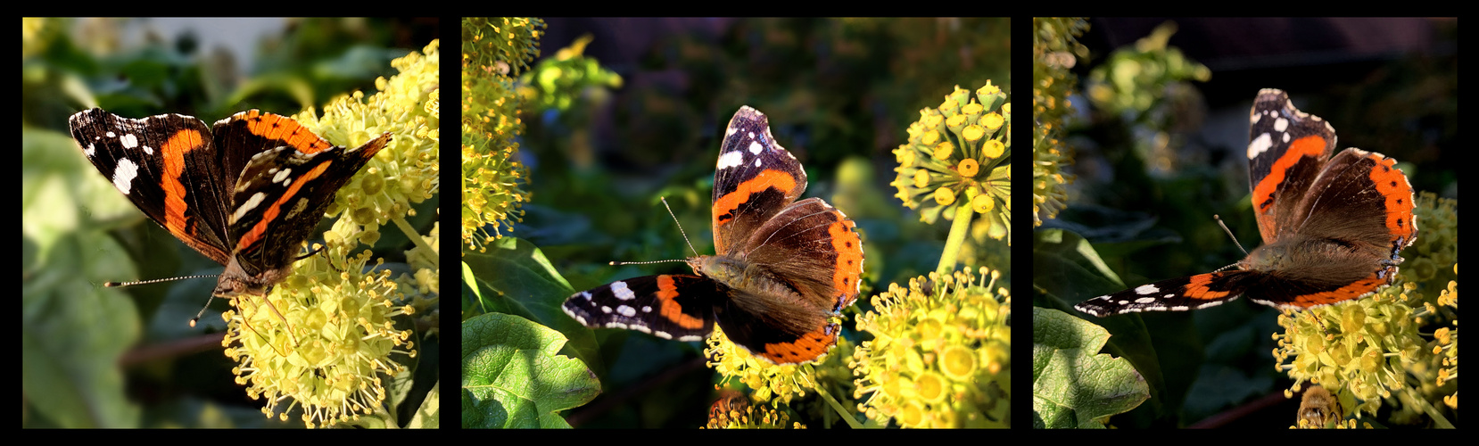 Trilogie vom Admiral ( Vanessa atalanta )