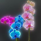 Trilogy of Orchid