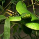 Trimeresurus